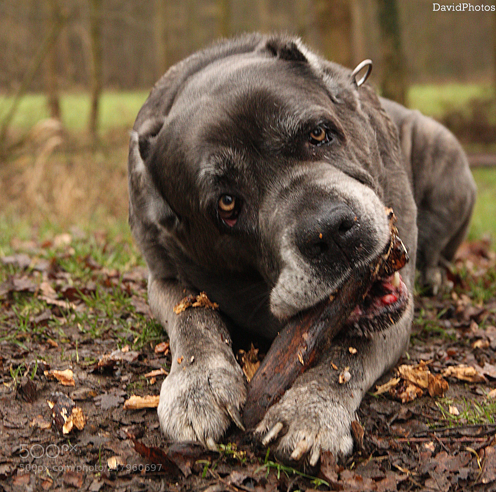 Canon EOS 500D (EOS Rebel T1i / EOS Kiss X3) sample photo. Cane corso photography