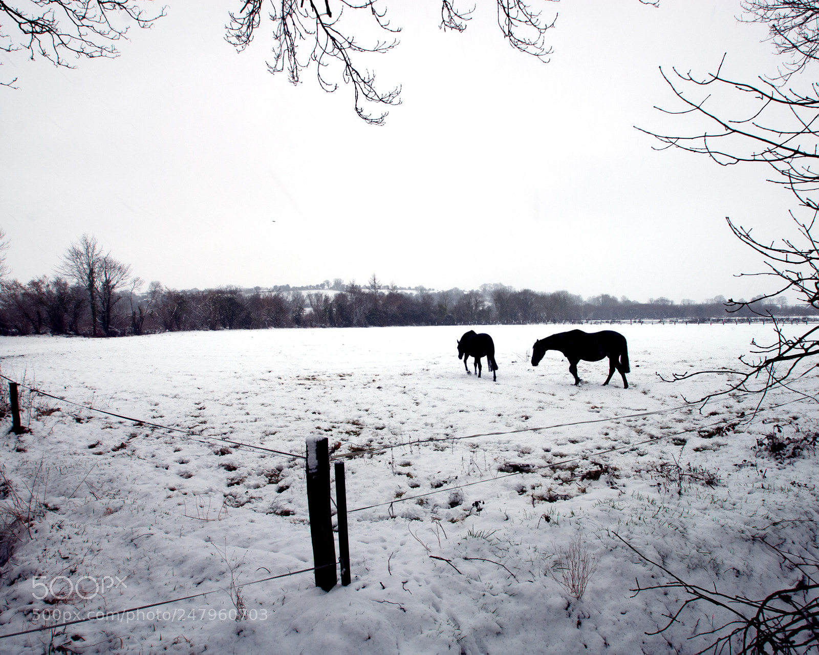 Nikon D200 sample photo. Brrrrrrrrr photography