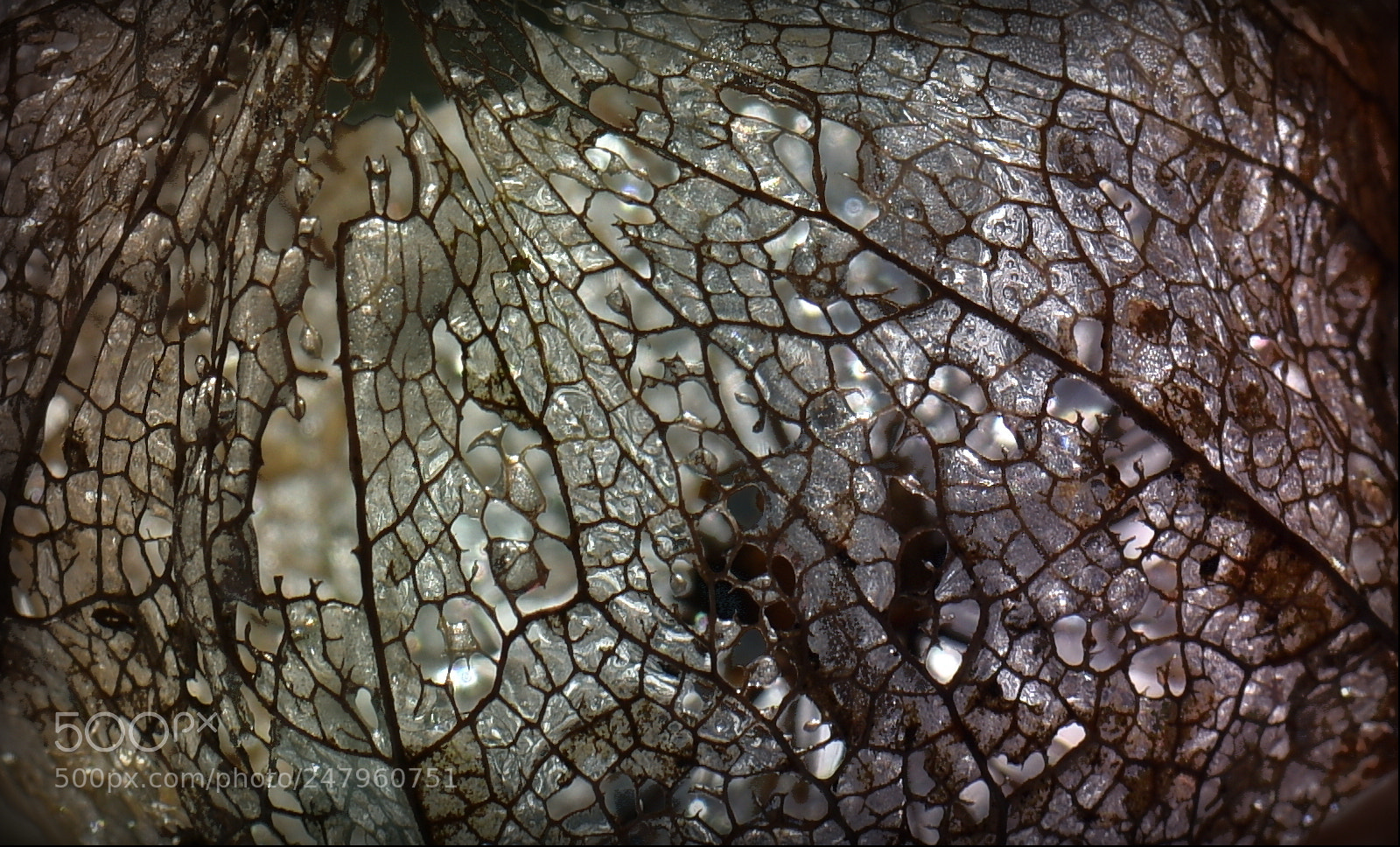 Nikon D810 sample photo. °iced.physalis° photography