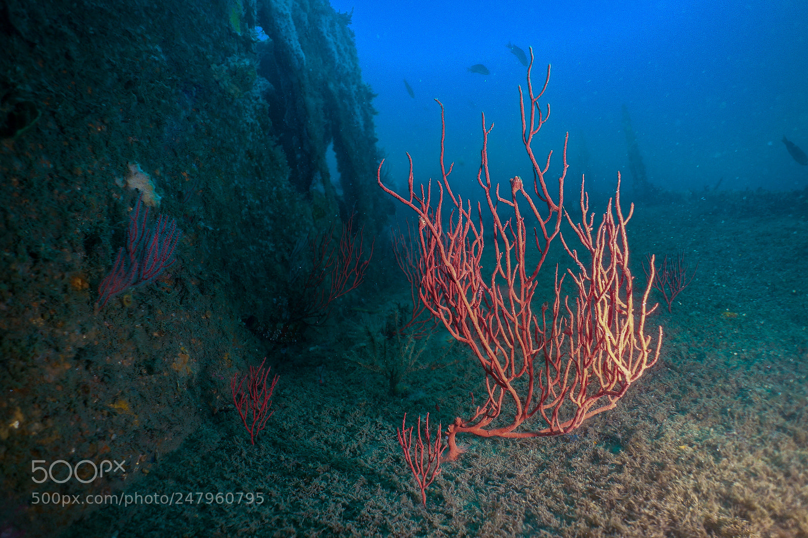 Sony Cyber-shot DSC-RX100 sample photo. Wreck diving in san photography