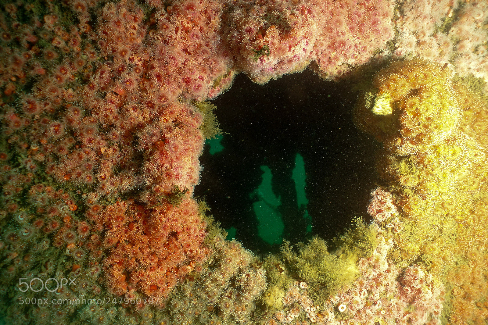 Sony Cyber-shot DSC-RX100 sample photo. Wreck diving in san photography