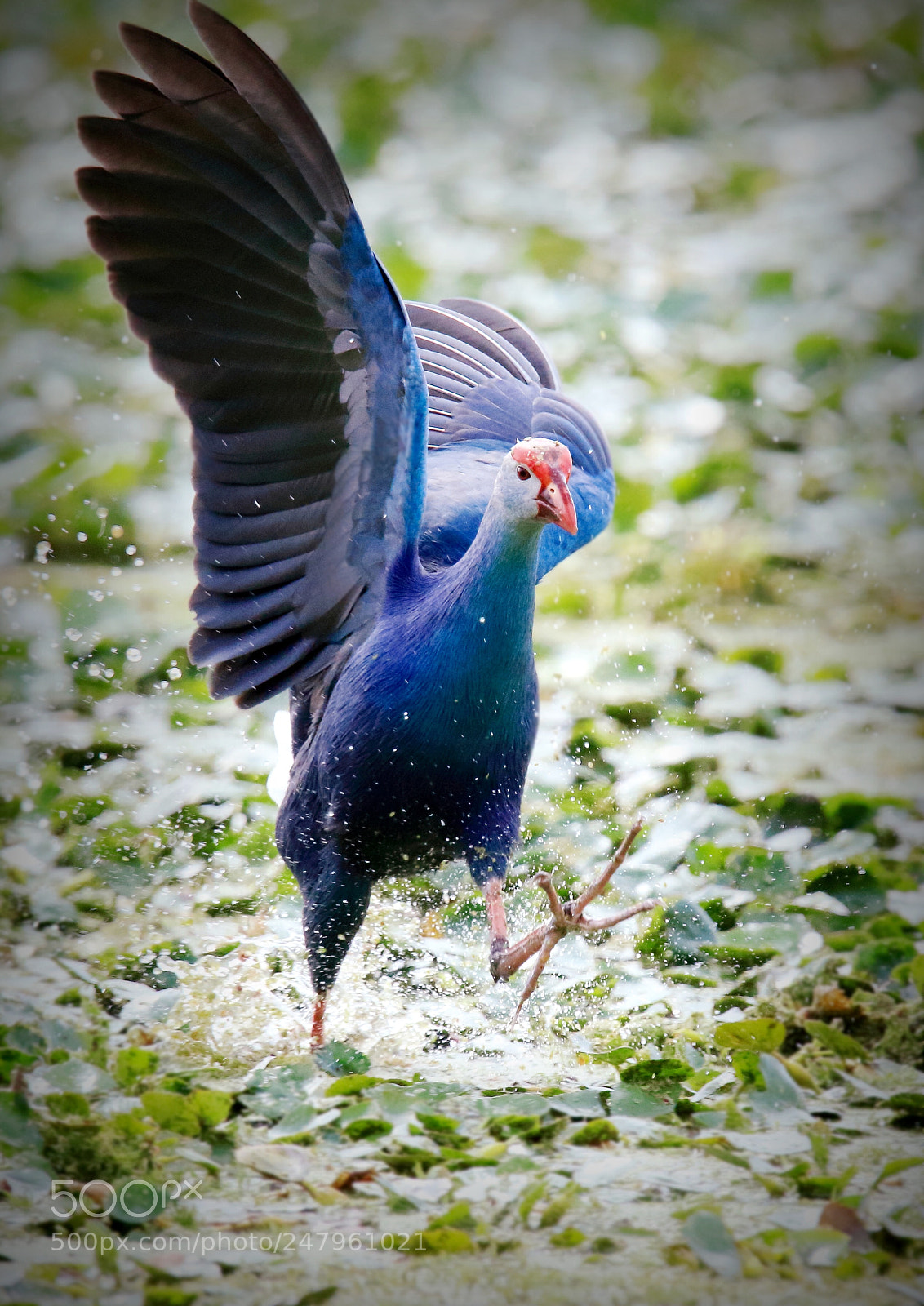 Canon EOS 7D Mark II sample photo. Untitled photography