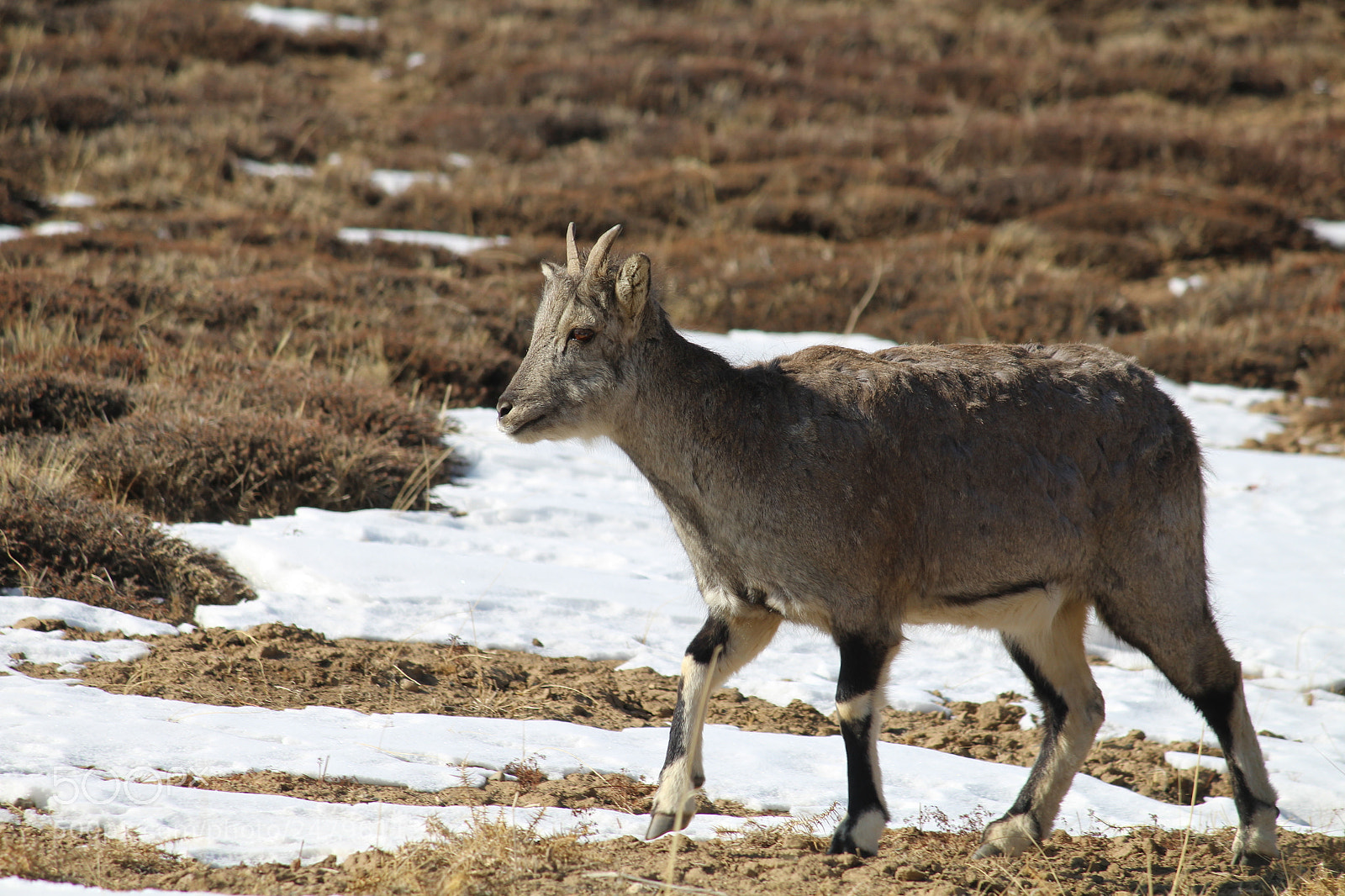 Canon EF-S 55-250mm F4-5.6 IS II sample photo. Img photography