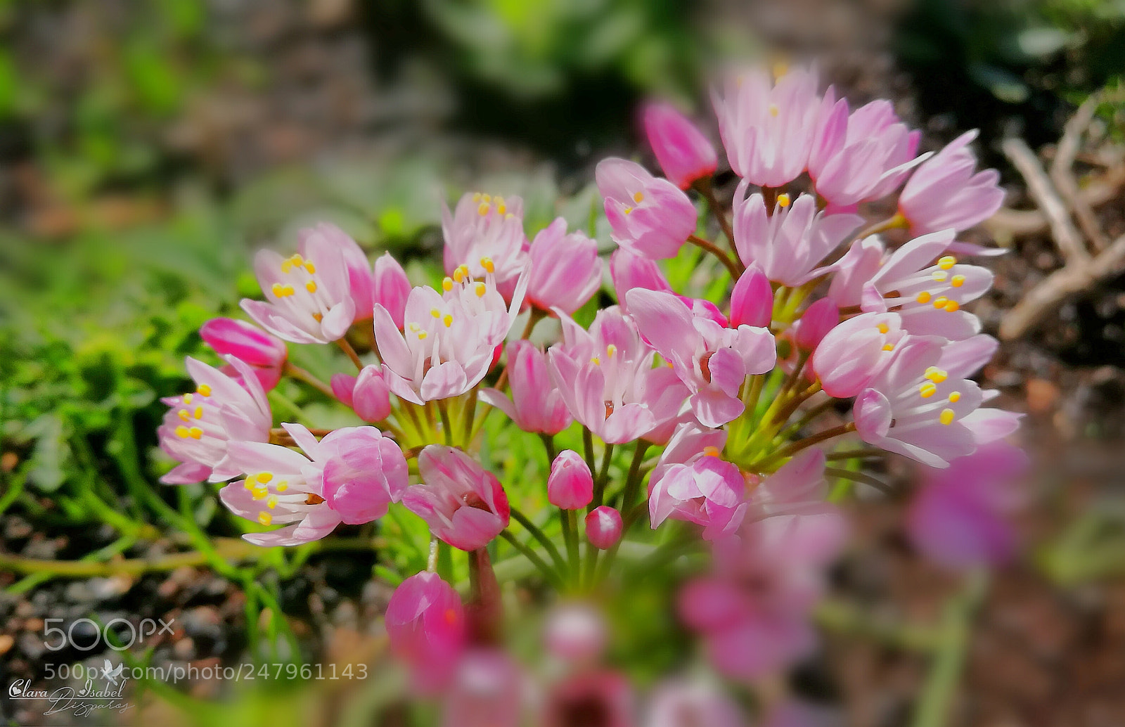 HUAWEI P9 Plus sample photo. Entre flores... photography