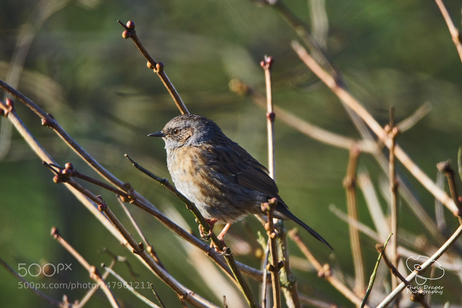 Sony ILCA-77M2 sample photo. Dunnock photography