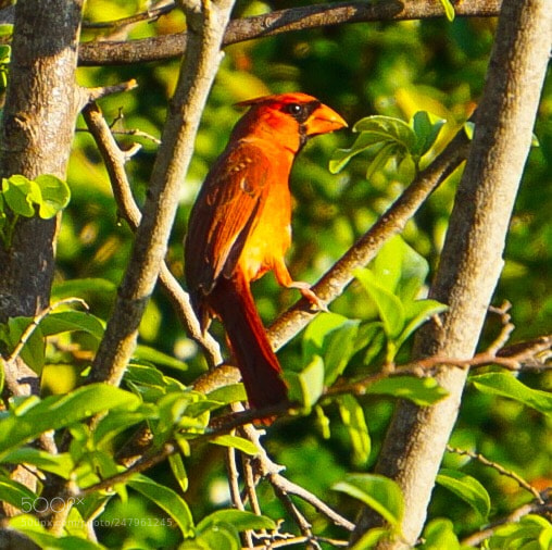 Sony a5100 sample photo. Red cardinal photography