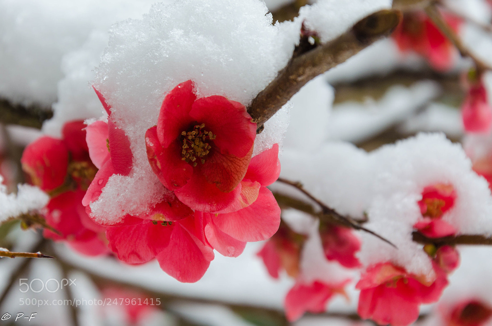 Nikon D5100 sample photo. The red flowers and photography