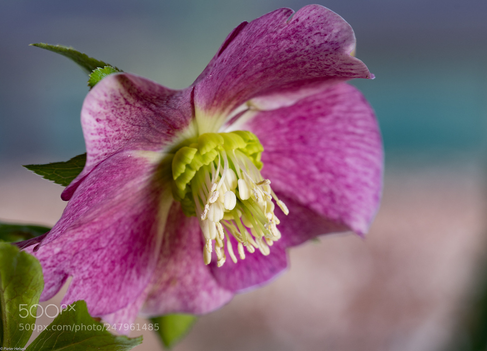 Nikon D500 sample photo. Helleborus photography