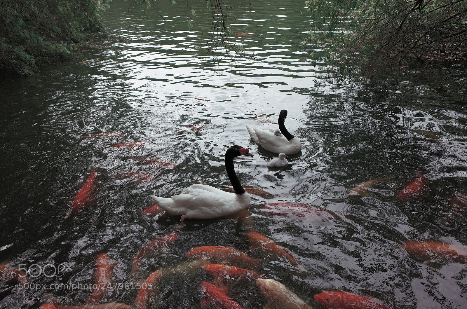 Ricoh GR II sample photo. Swan and koi photography