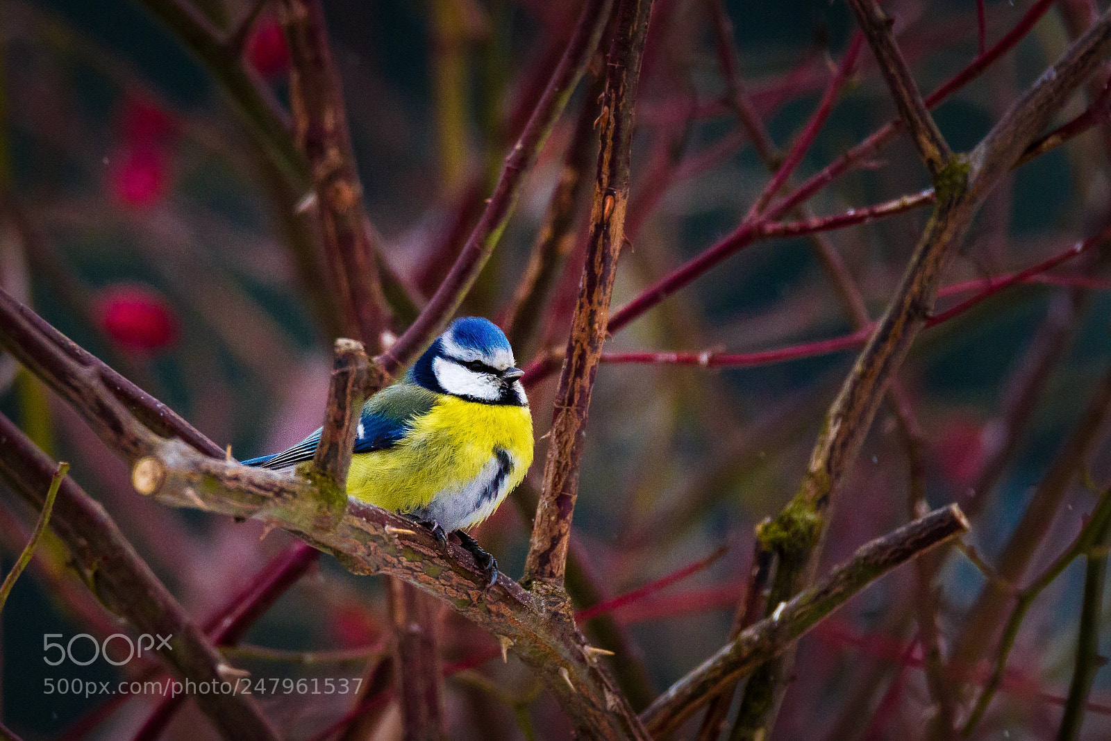 Canon EOS 7D sample photo. Birdwatching 2 photography