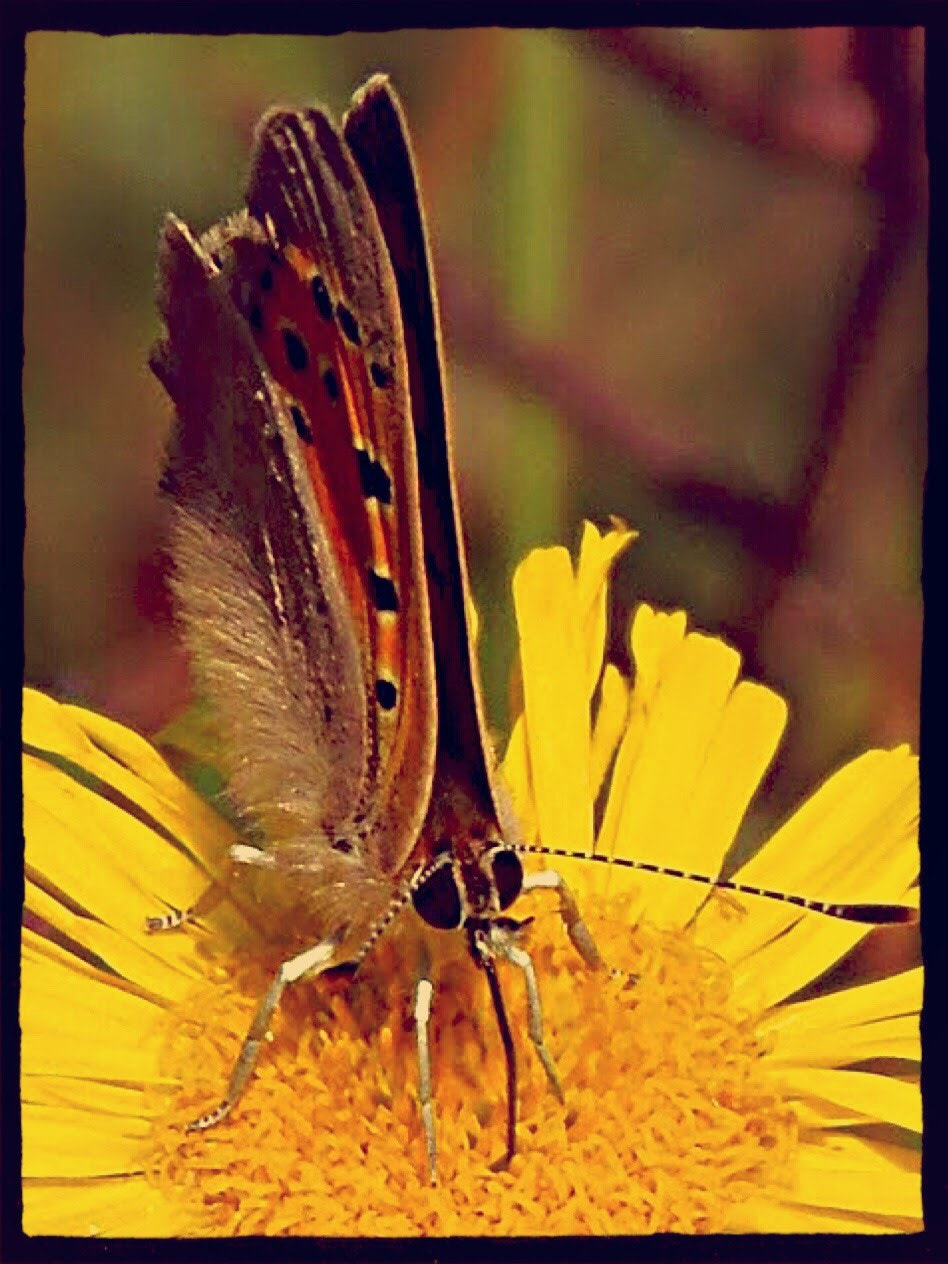 Olympus SP-810UZ sample photo. Butterfly photography