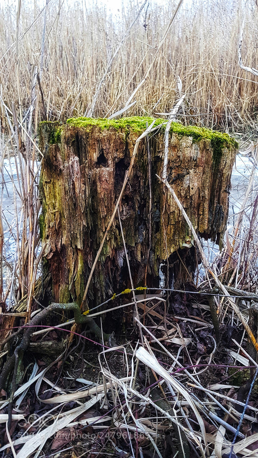 Samsung Galaxy S7 Edge sample photo. Life in death photography