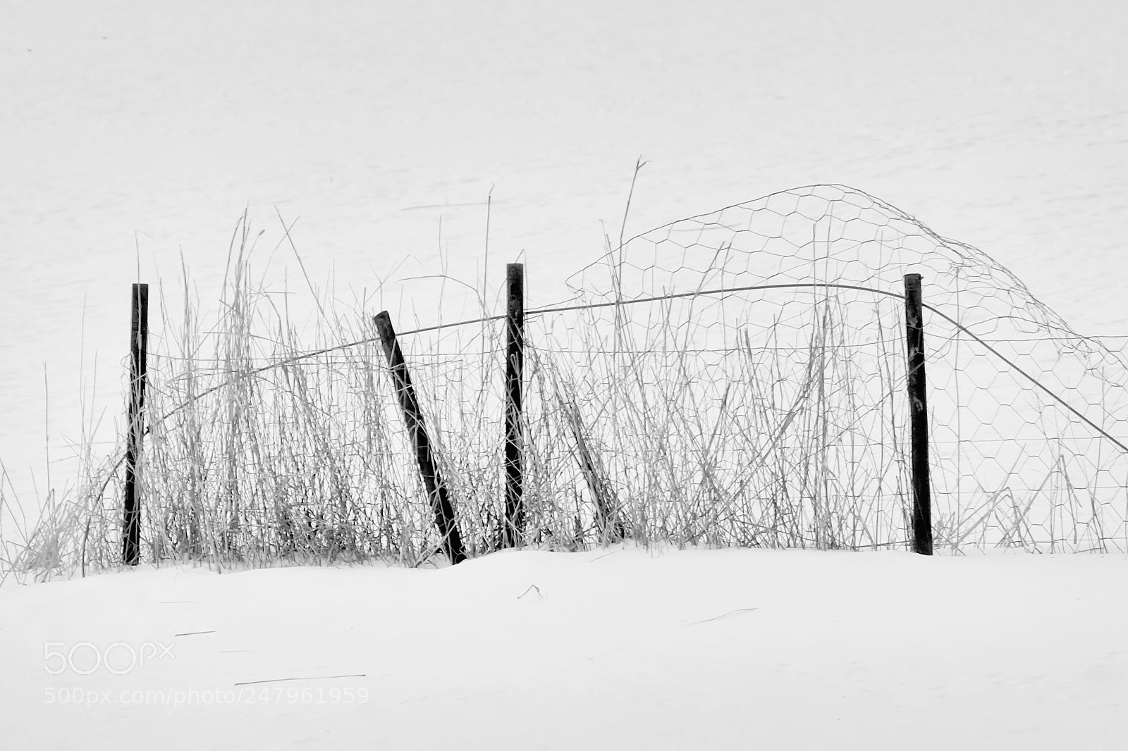 Fujifilm X-T10 sample photo. Don t fence me photography