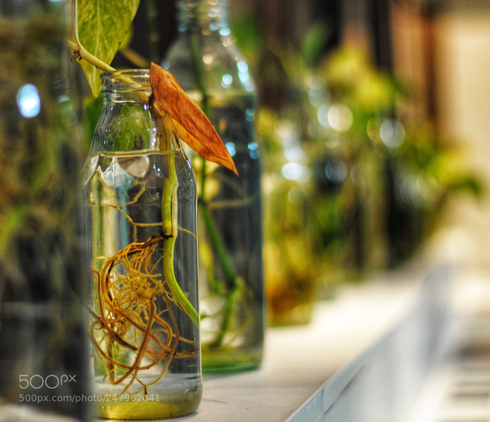 Nikon D3000 sample photo. Roots photography