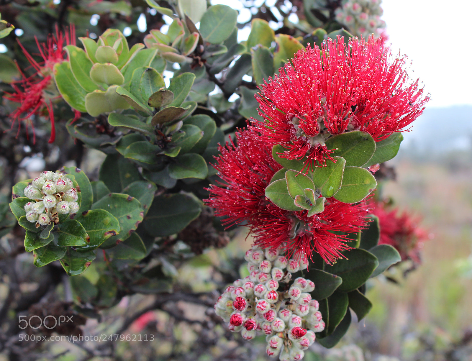 Canon EOS 600D (Rebel EOS T3i / EOS Kiss X5) sample photo. Lehua blossom photography