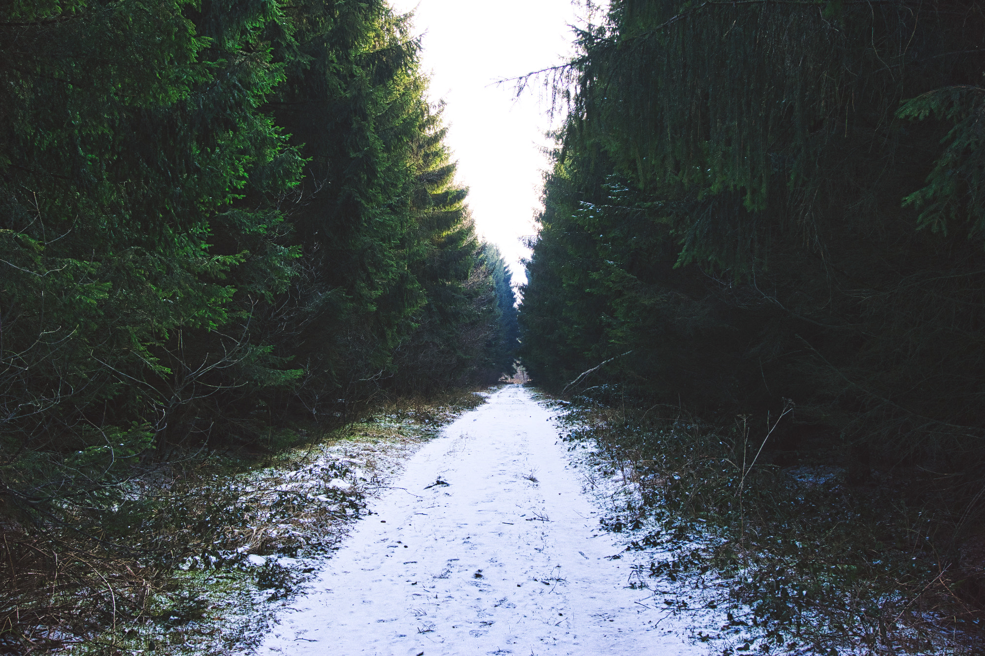 Sony a6000 + Sony E 18-50mm F4-5.6 sample photo. Into the woods photography