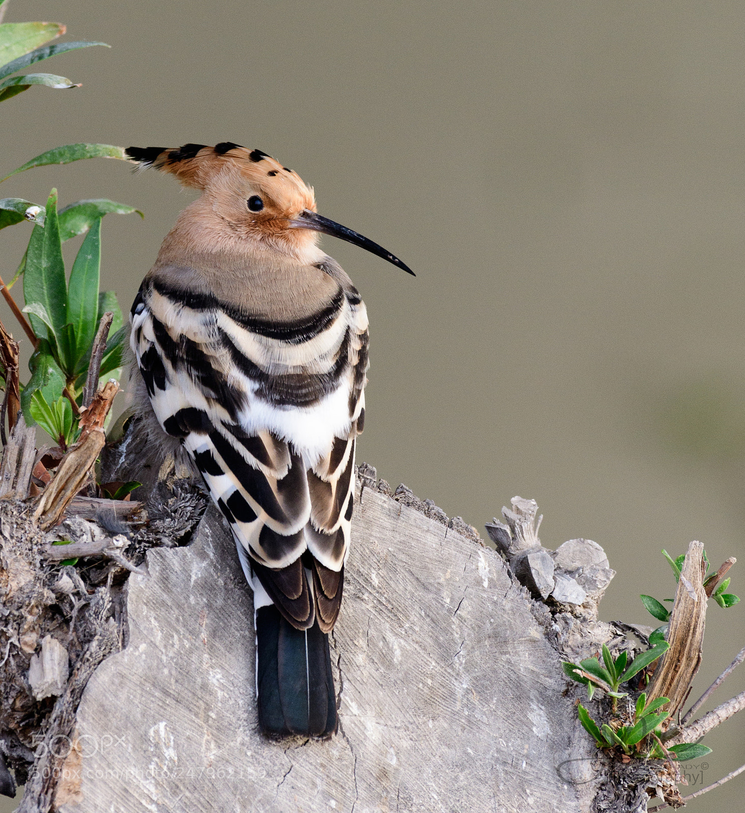 Nikon D500 sample photo. Hoopoe photography