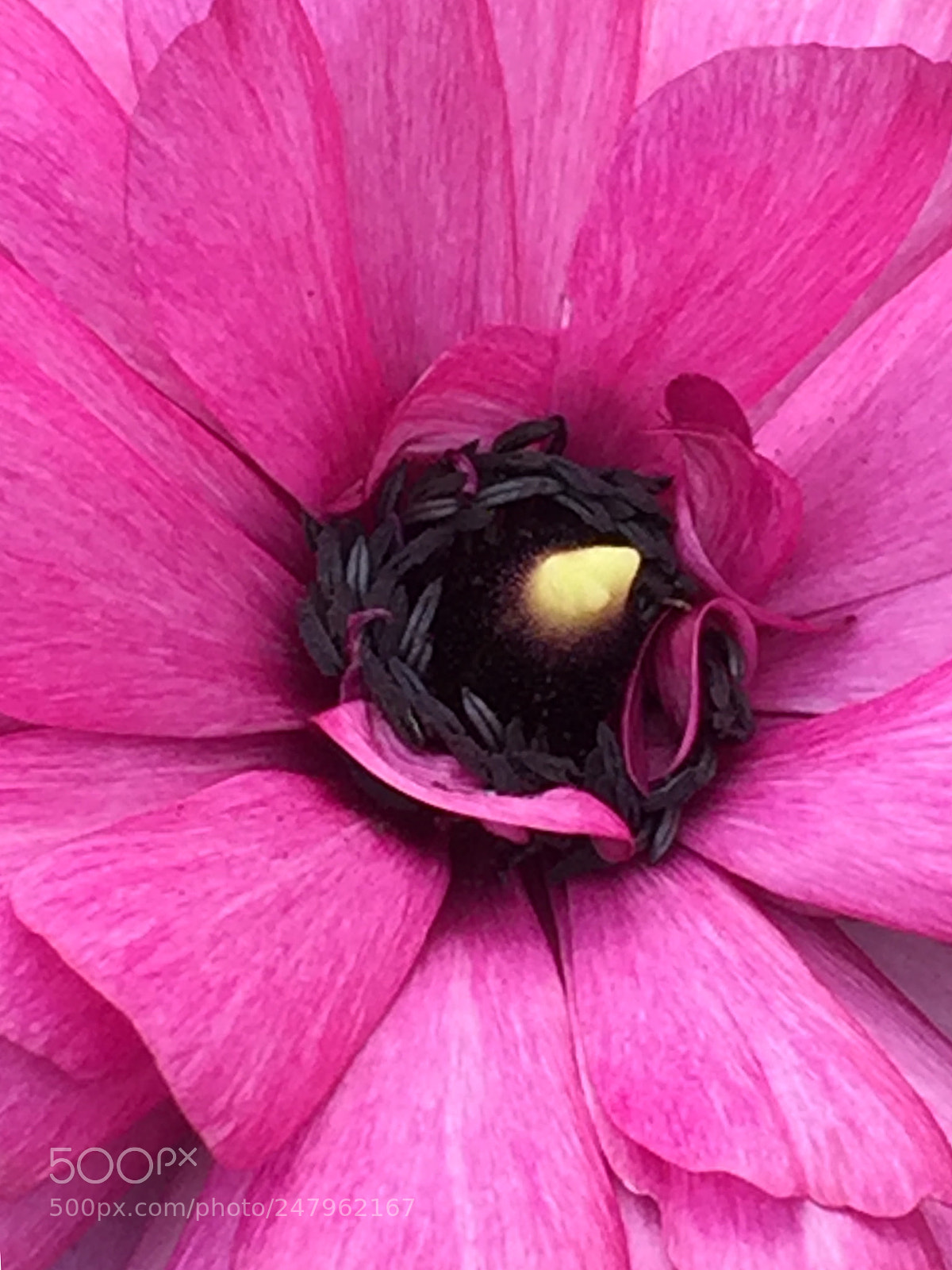 Apple iPhone 6 Plus sample photo. Little frog photography