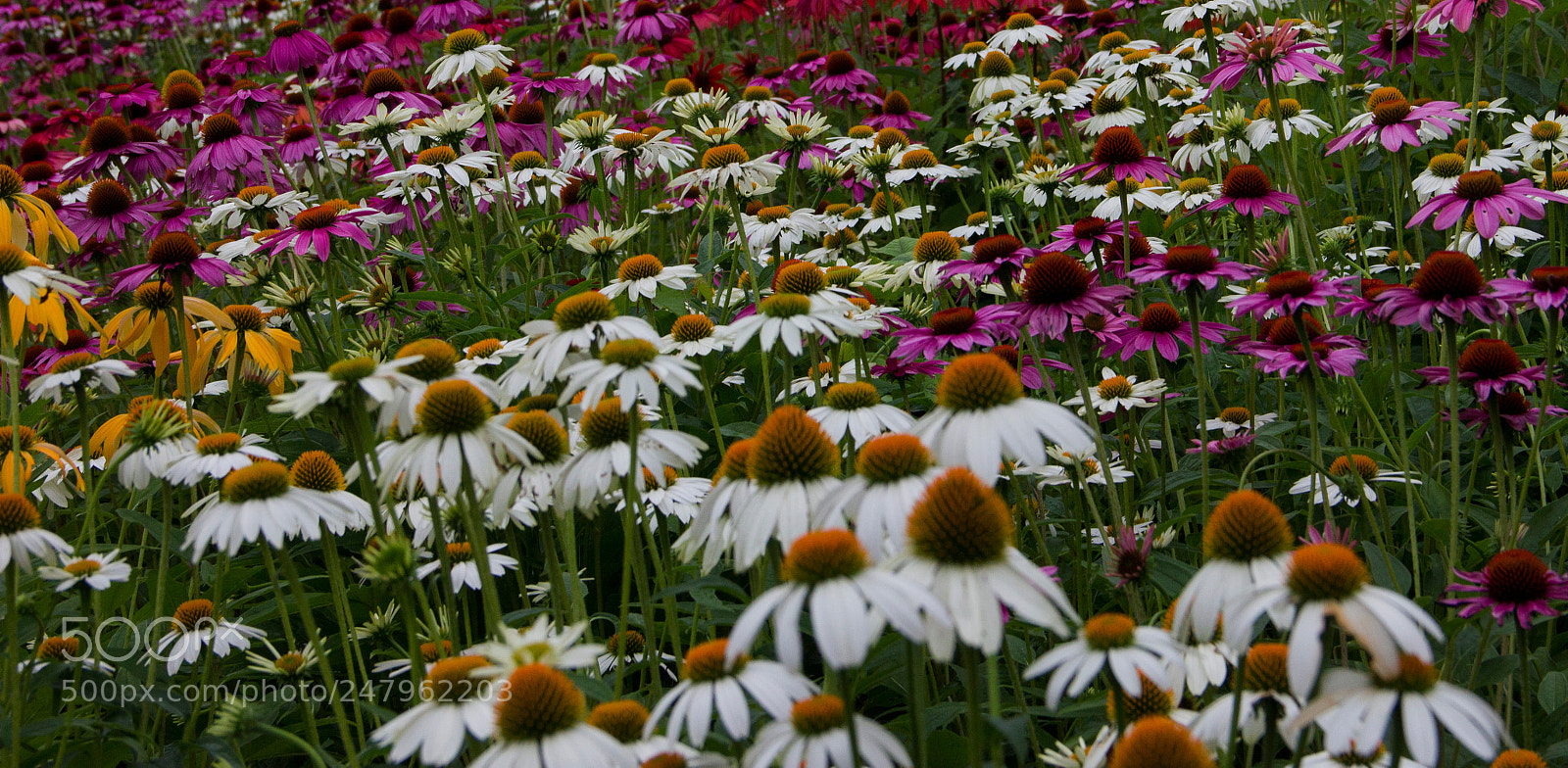 Canon EOS 550D (EOS Rebel T2i / EOS Kiss X4) sample photo. Coneheads photography