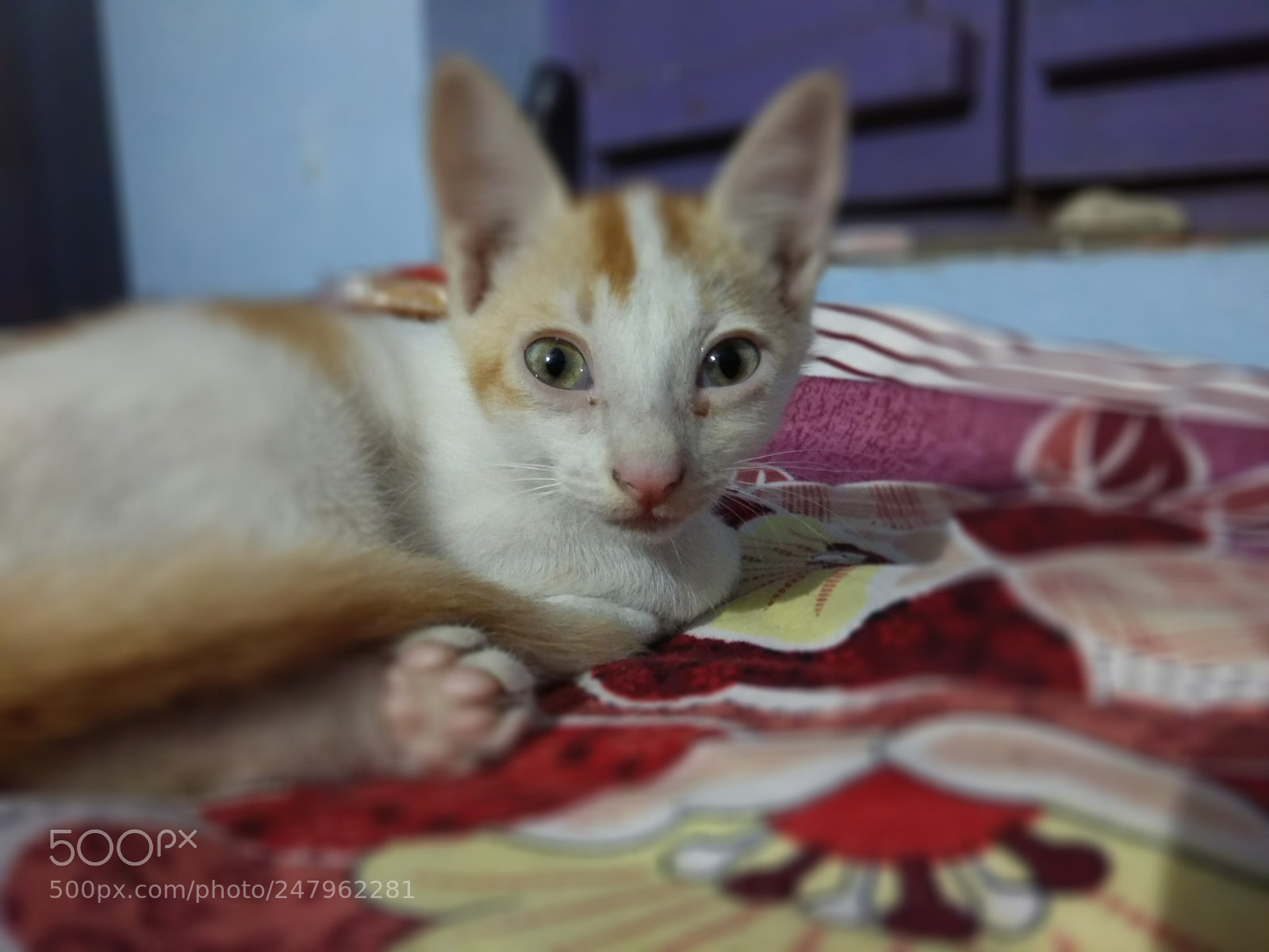 Xiaomi Redmi Note 4 sample photo. Pussycat photography