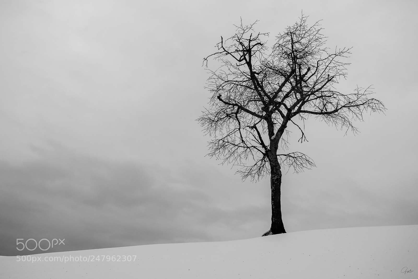 Olympus OM-D E-M1 sample photo. Alone in the white photography