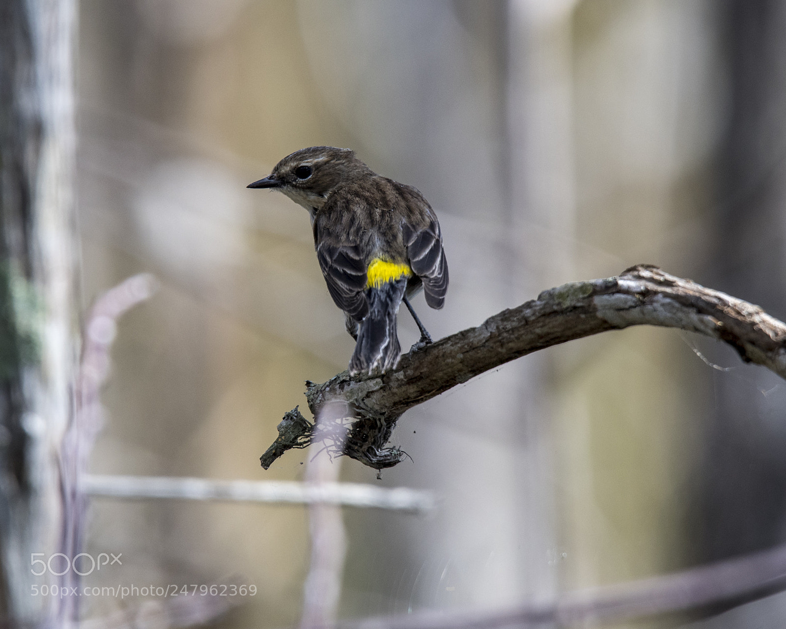 Nikon D500 sample photo. Yellow rumped warbler photography