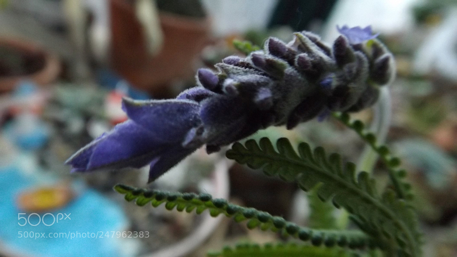Fujifilm FinePix S4800 sample photo. Makro flower lavander photography