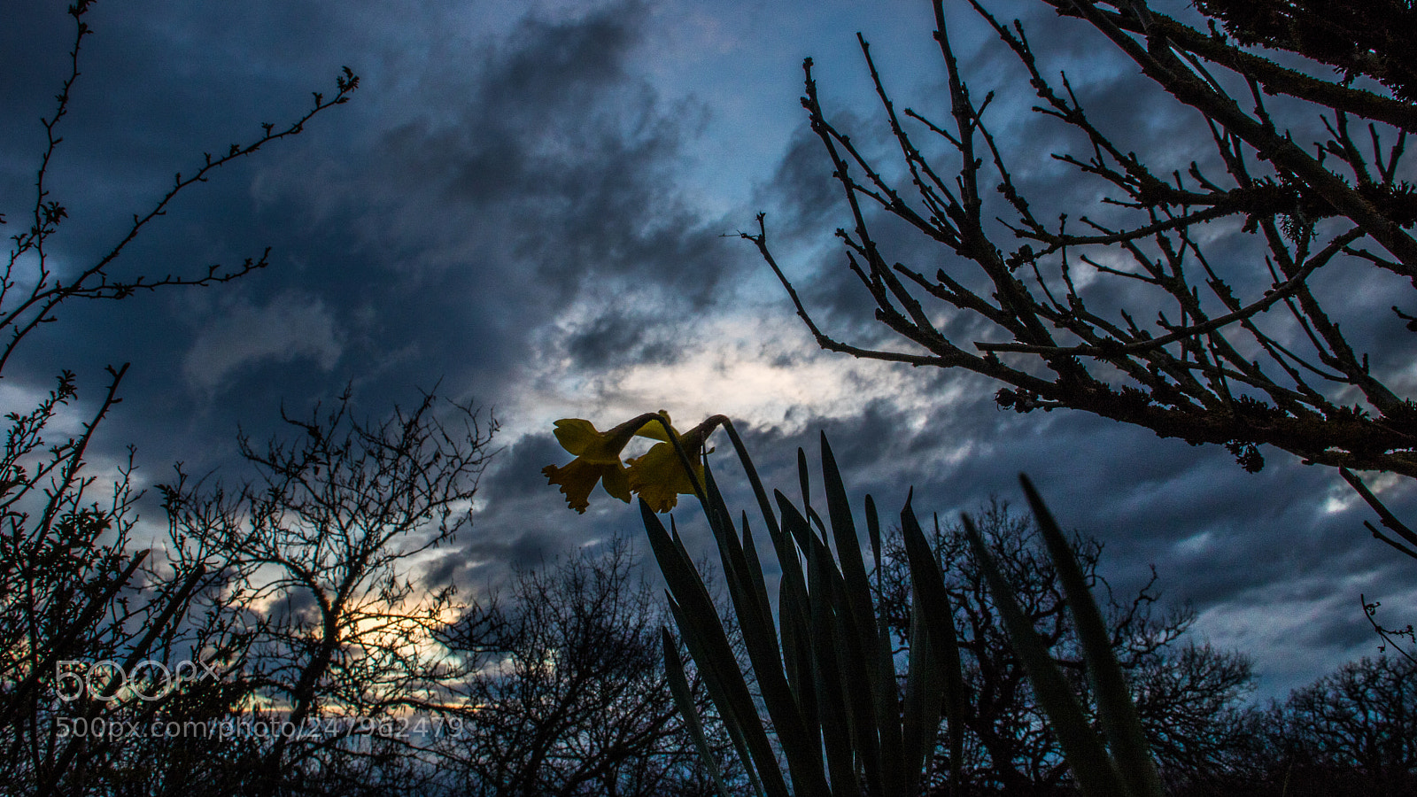 Canon EOS 760D (EOS Rebel T6s / EOS 8000D) sample photo. Flowers in the tempest!!! photography