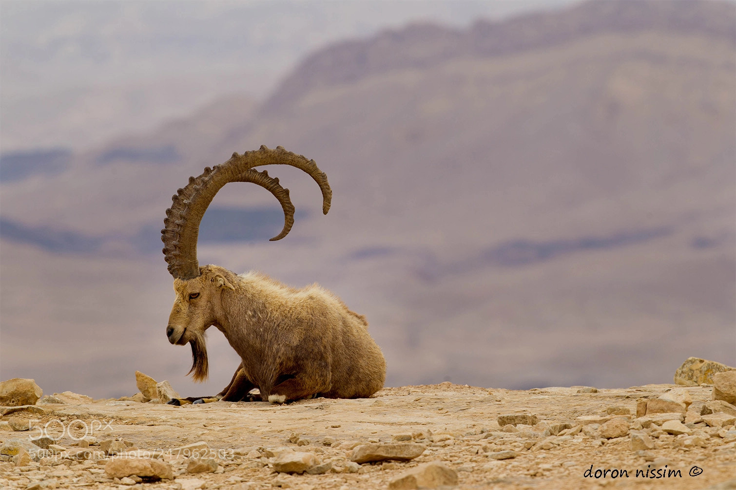 Canon EOS-1D Mark IV sample photo. Ibex photography
