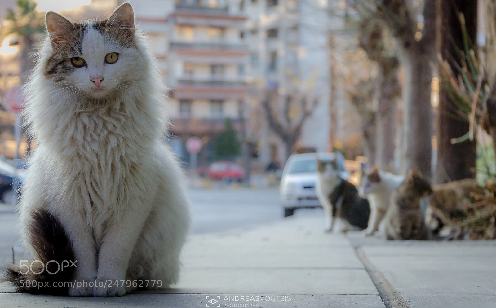 Nikon D5100 sample photo. Strike me a pose! photography
