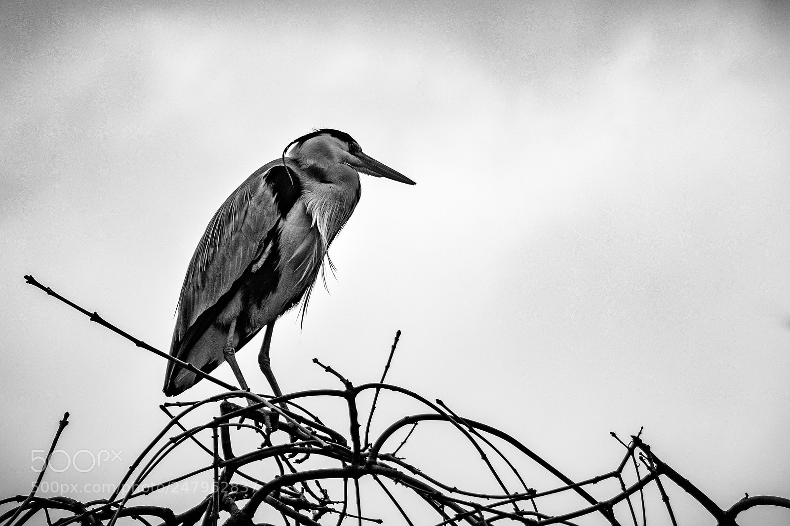Canon EOS 80D sample photo. Grey heron photography