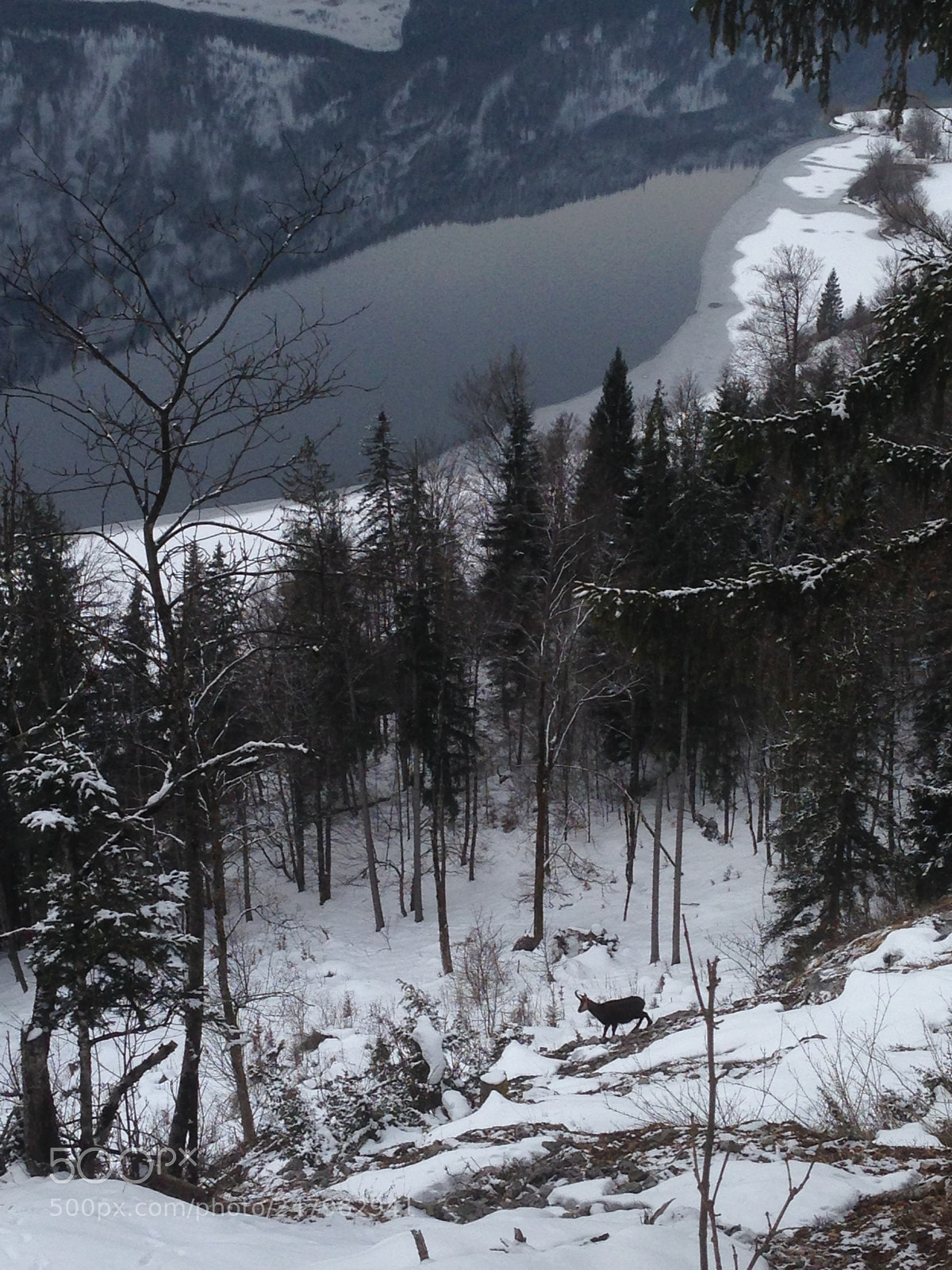 Apple iPhone 5 sample photo. Posing chamois in austrian photography