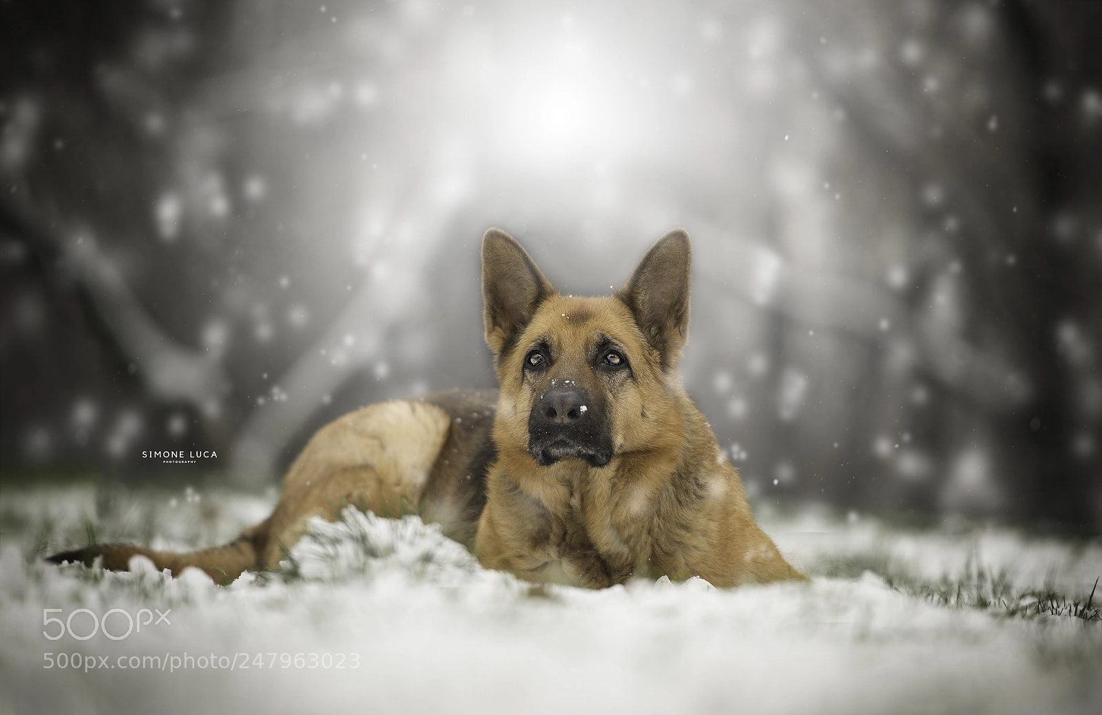 Nikon D4S sample photo. Under the snow photography