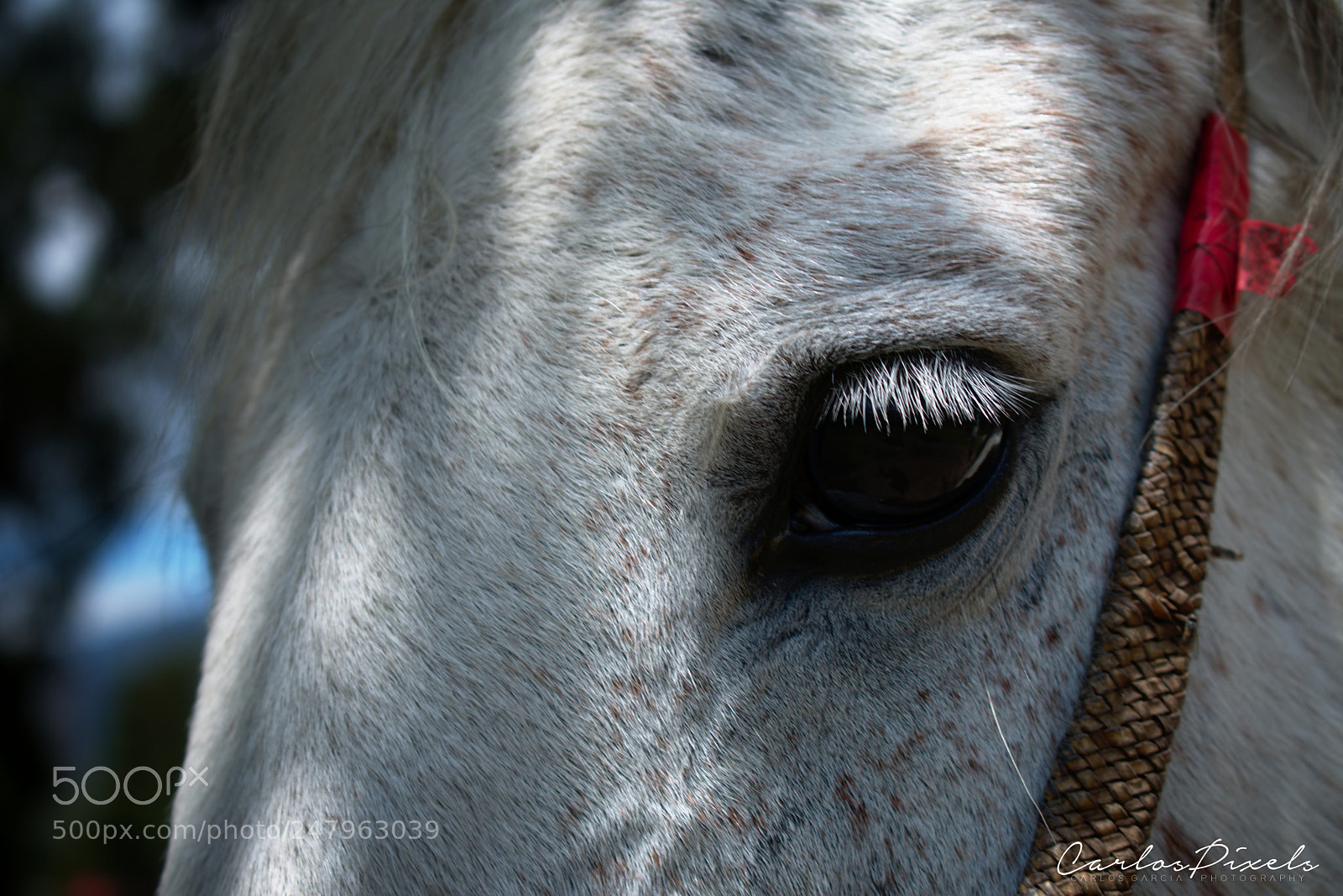 Nikon D3400 sample photo. Horse photography