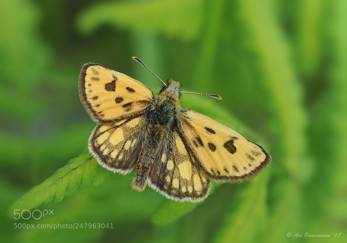 Nikon D300S sample photo. Northern chequered skipper photography
