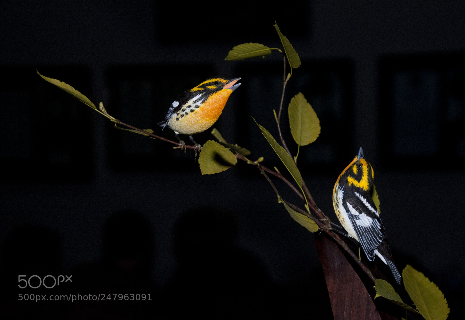 Nikon D300 sample photo. Warble warble photography