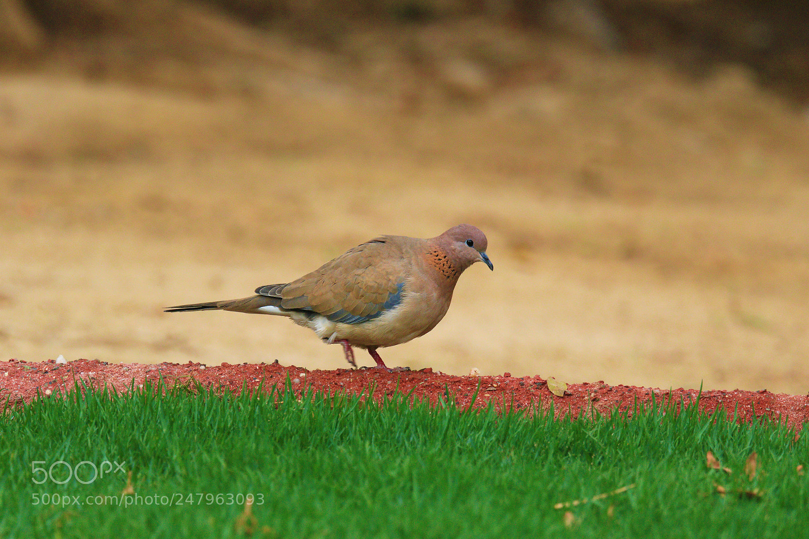 Canon EOS 7D Mark II sample photo. Untitled photography