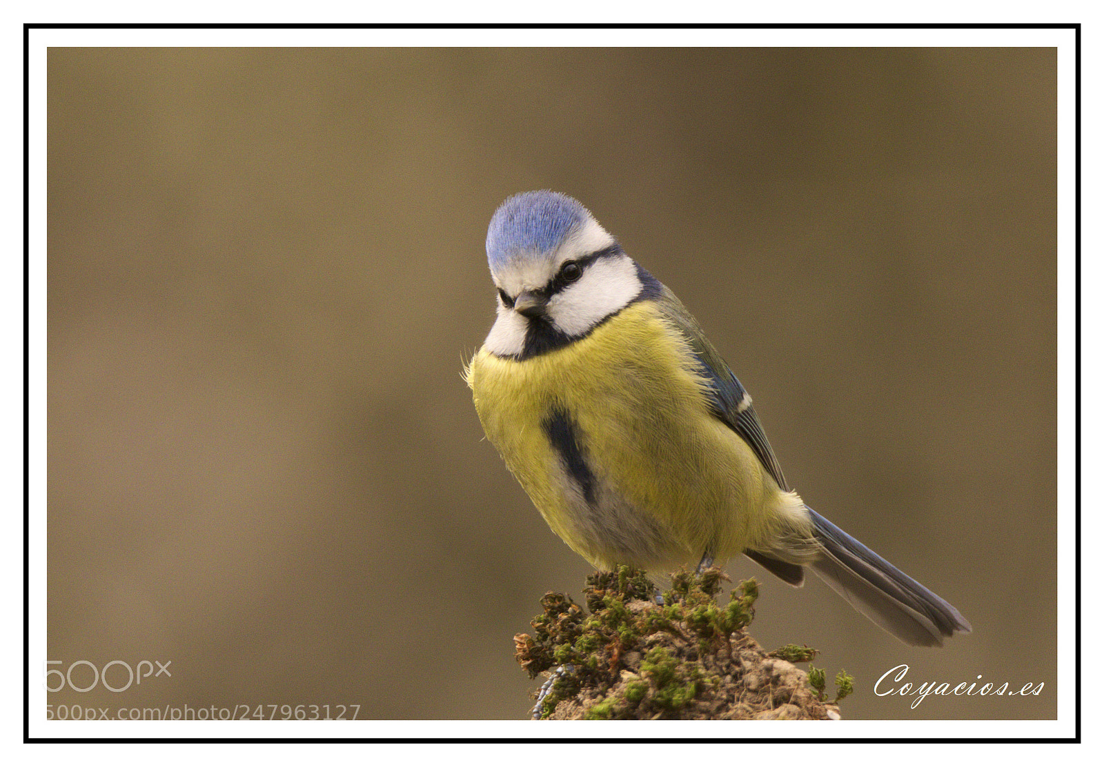 Canon EOS 7D Mark II sample photo. Herrerillo com n cyanistes photography