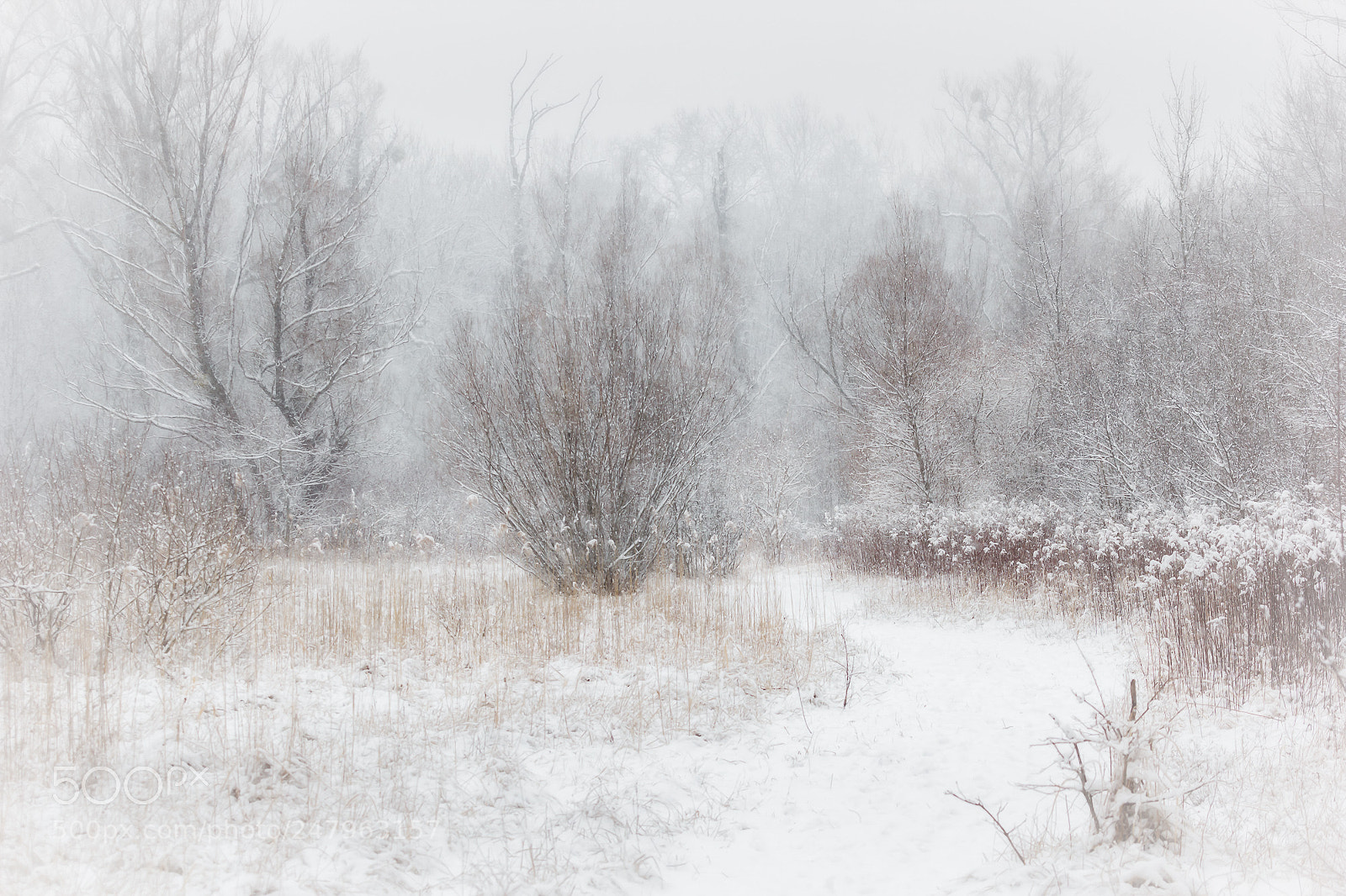 Canon EOS 550D (EOS Rebel T2i / EOS Kiss X4) sample photo. Winterwege photography
