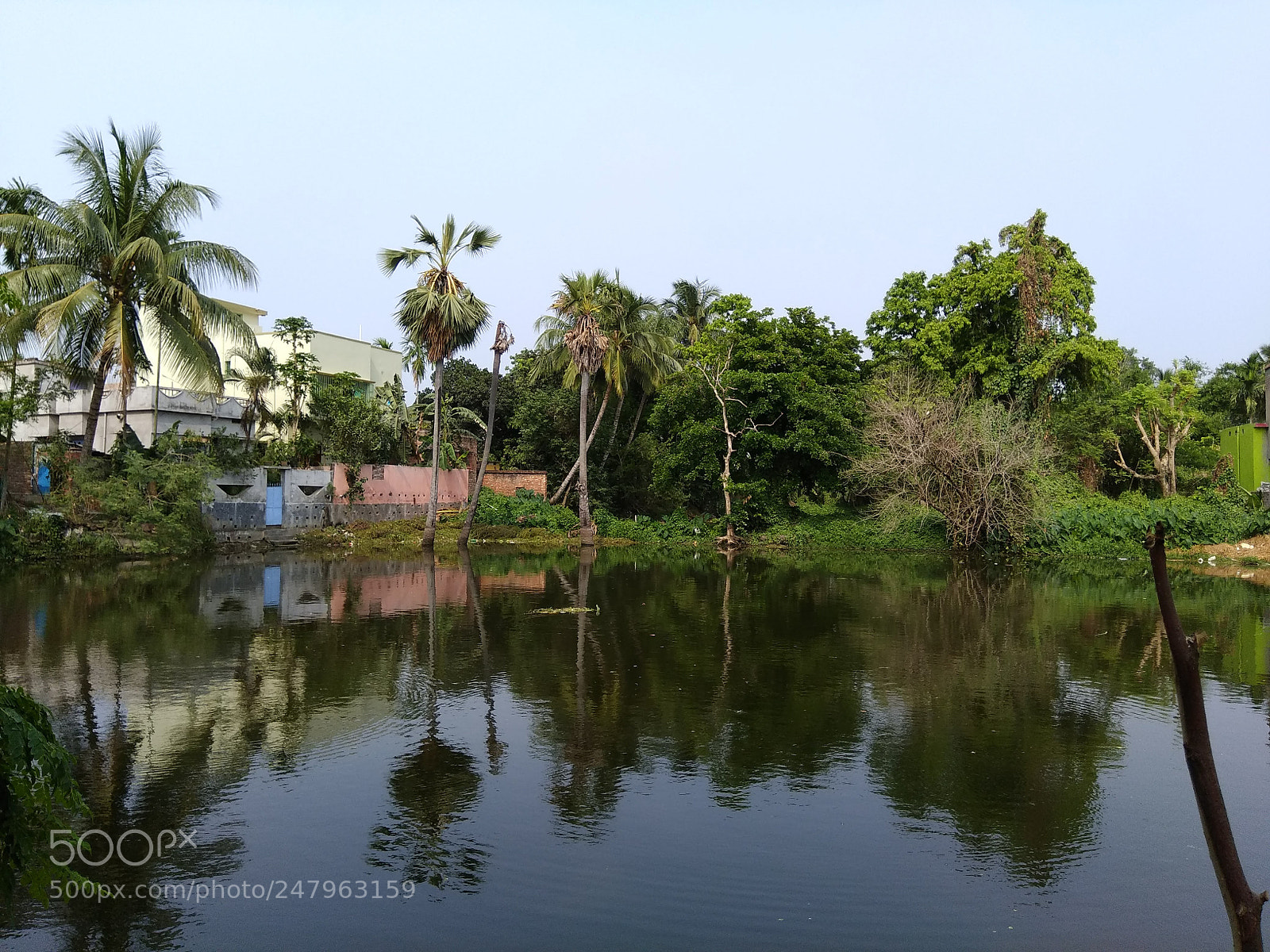 Xiaomi Redmi Note 4 sample photo. Green nature photography