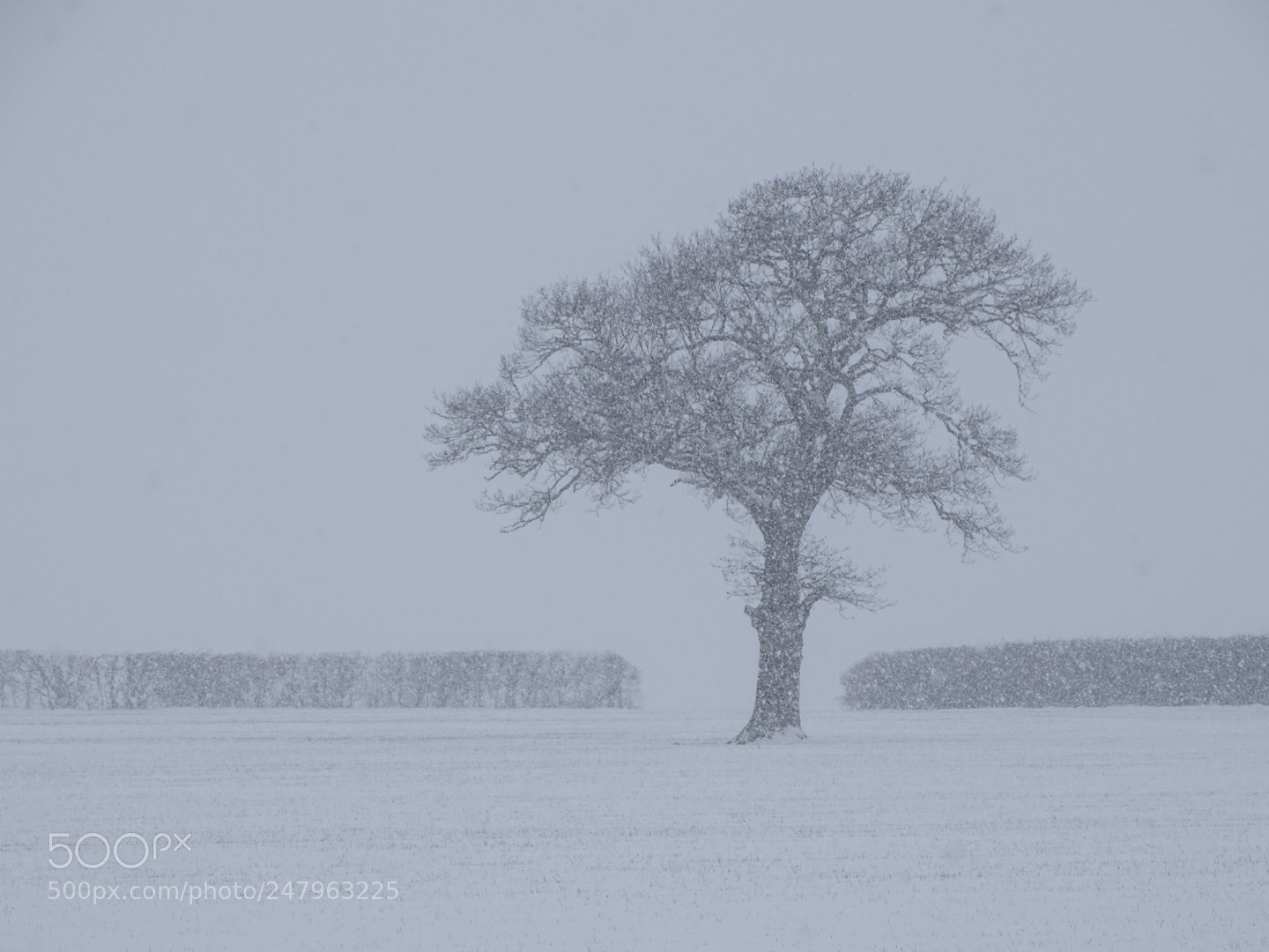 Sony Cyber-shot DSC-HX400V sample photo. Mid blizzard! photography
