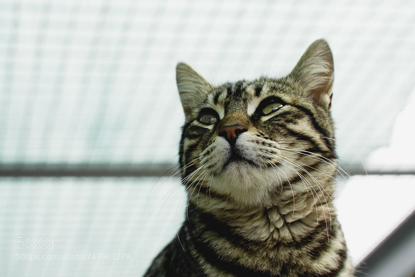 Nikon D3100 sample photo. Untitled photography