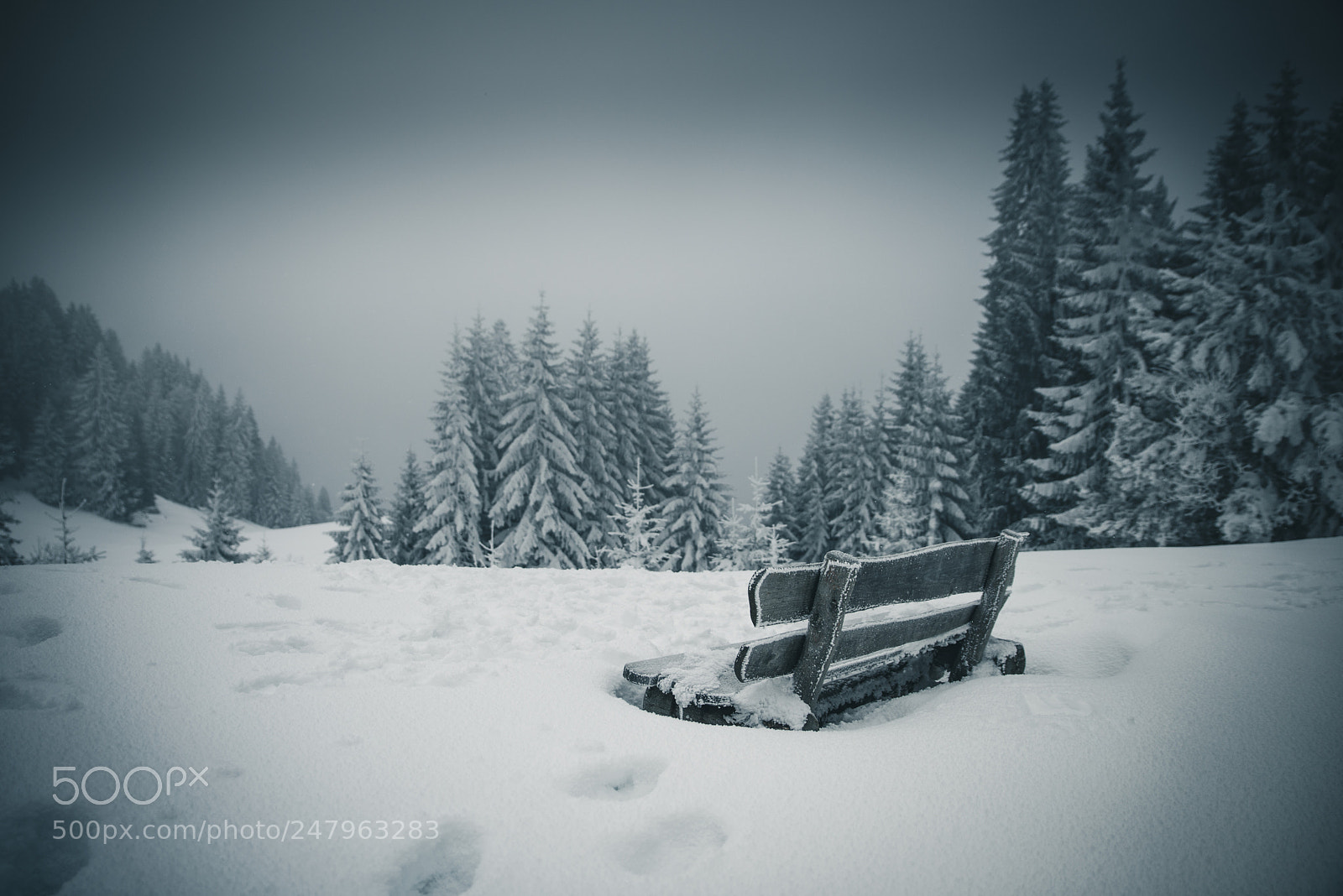 Nikon D800 sample photo. Frosty season photography