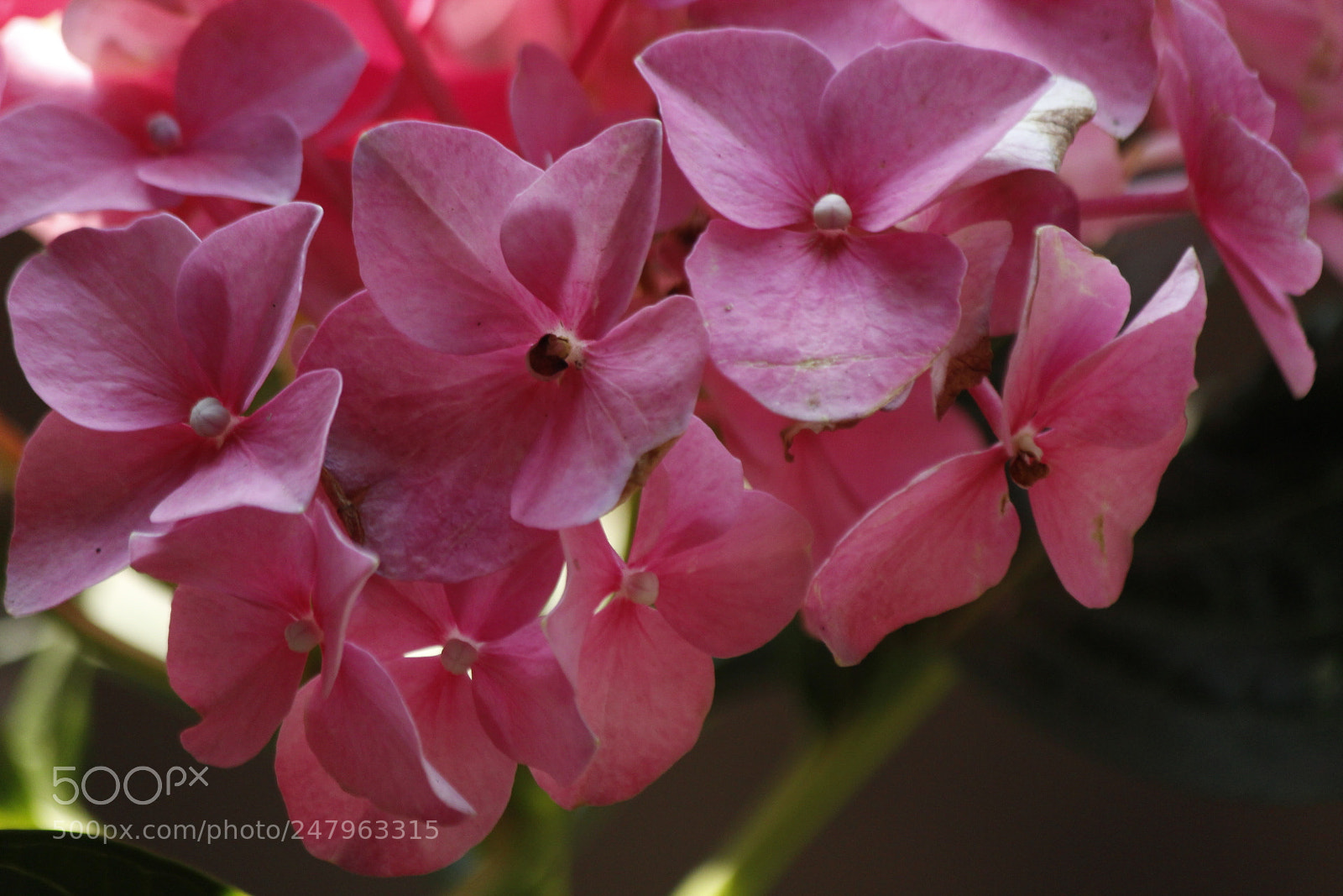 Canon EF-S 55-250mm F4-5.6 IS II sample photo. Pink flowers photography