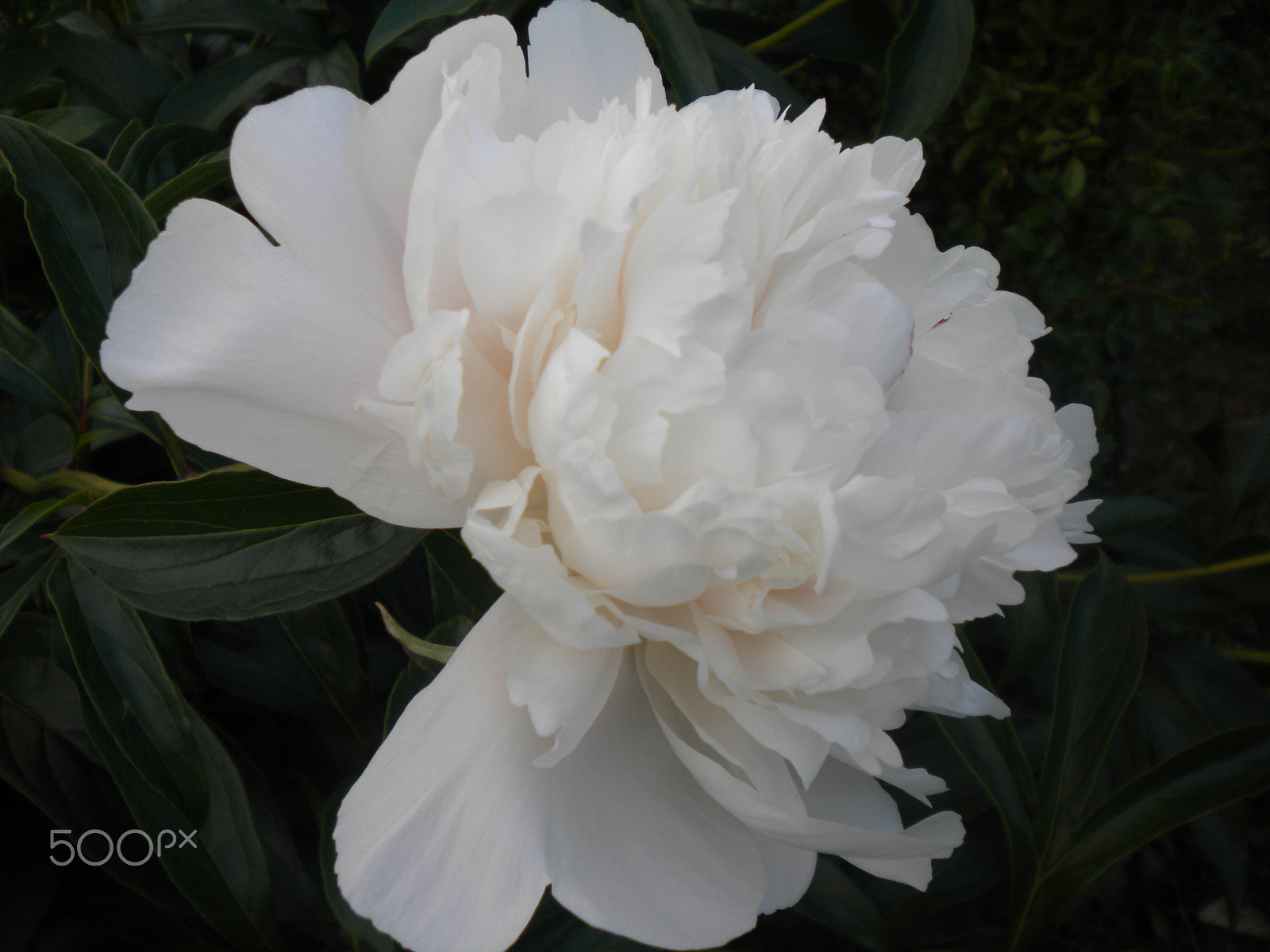 Nikon Coolpix S220 sample photo. Peony a may flower photography