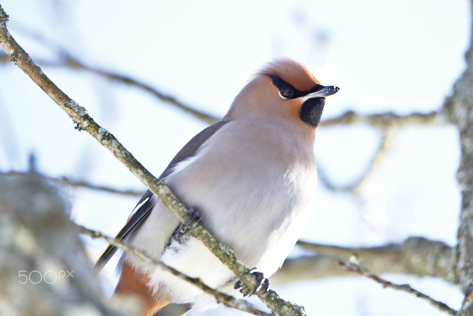 Nikon D810 sample photo. Bohemian waxwing photography