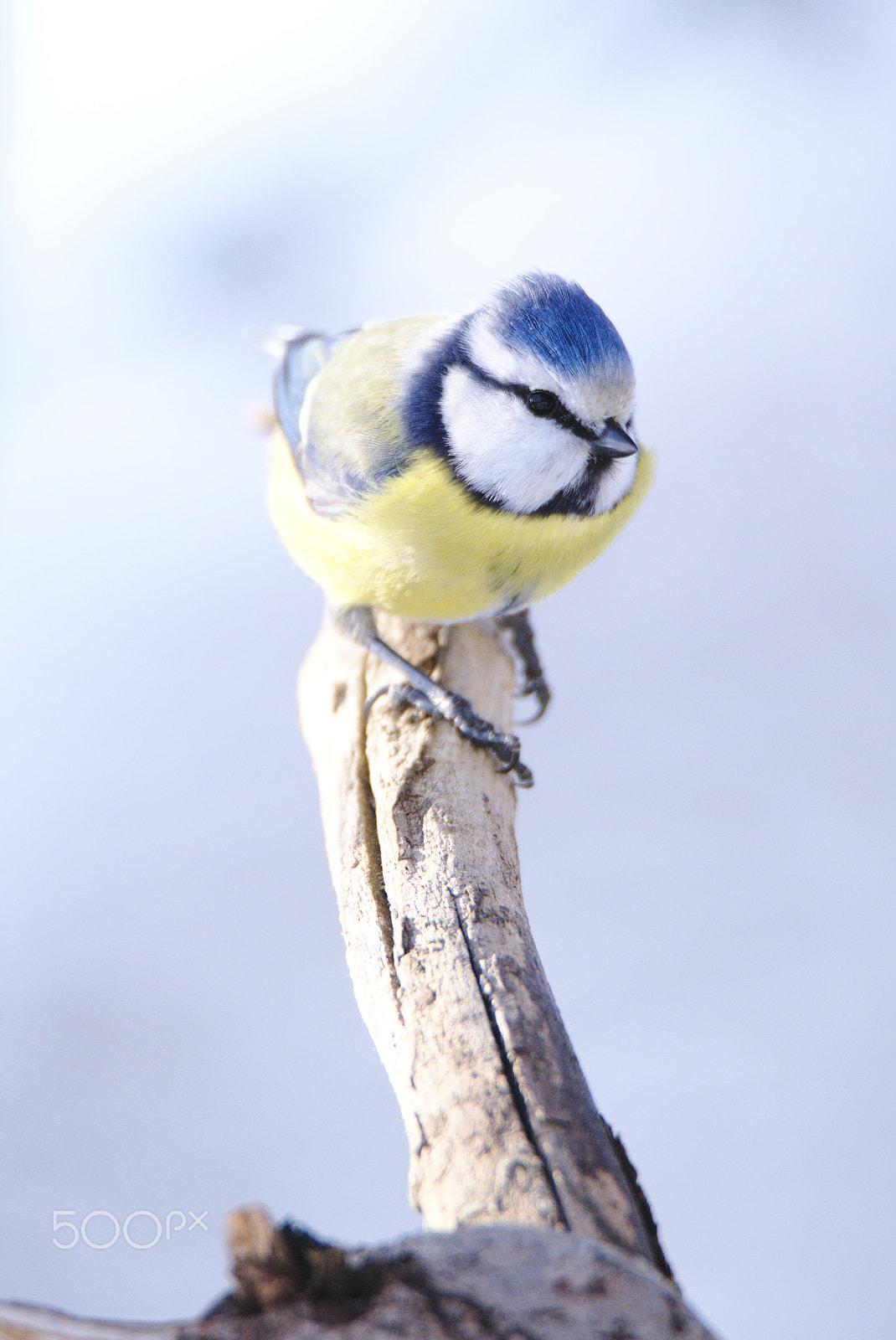 Nikon D810 sample photo. Blue tit portrait photography
