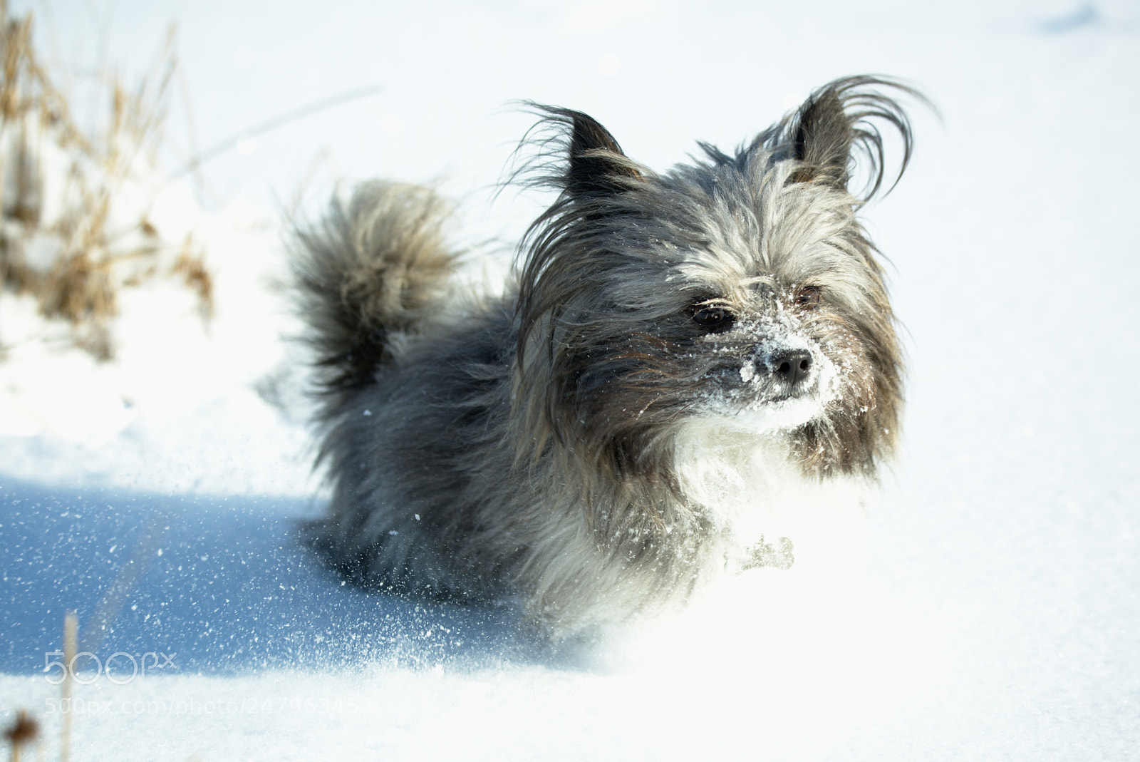 Nikon D810 sample photo. Cute dog in snow photography