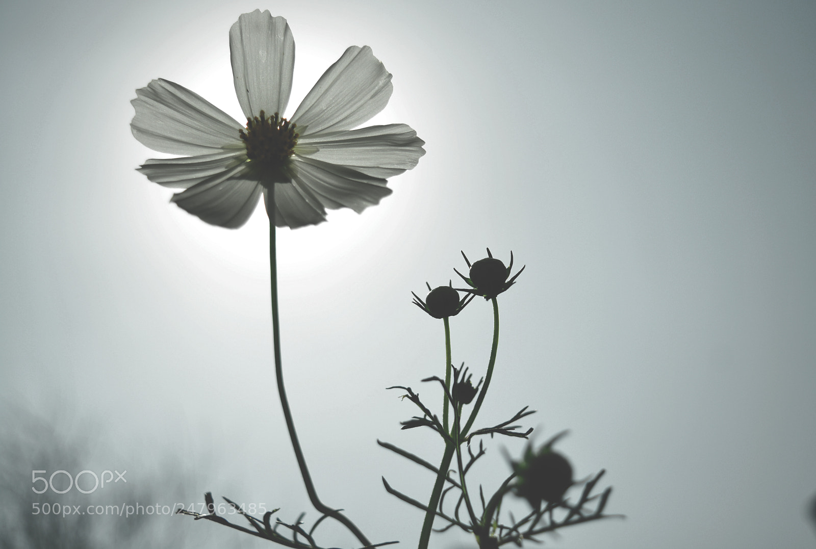 Nikon D5200 sample photo. M e l a photography