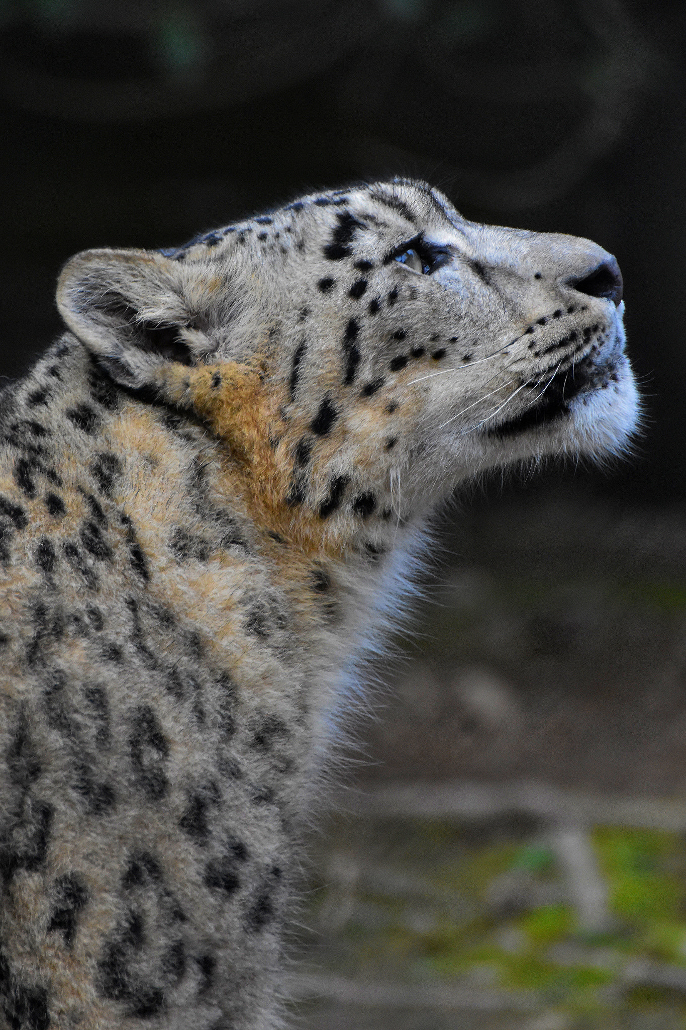 Nikon D3400 sample photo. Snow leopard photography